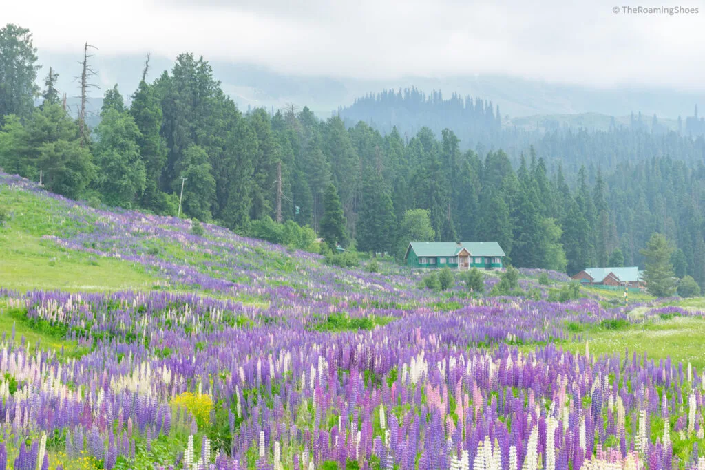 Kashmir Tour Package From Delhi